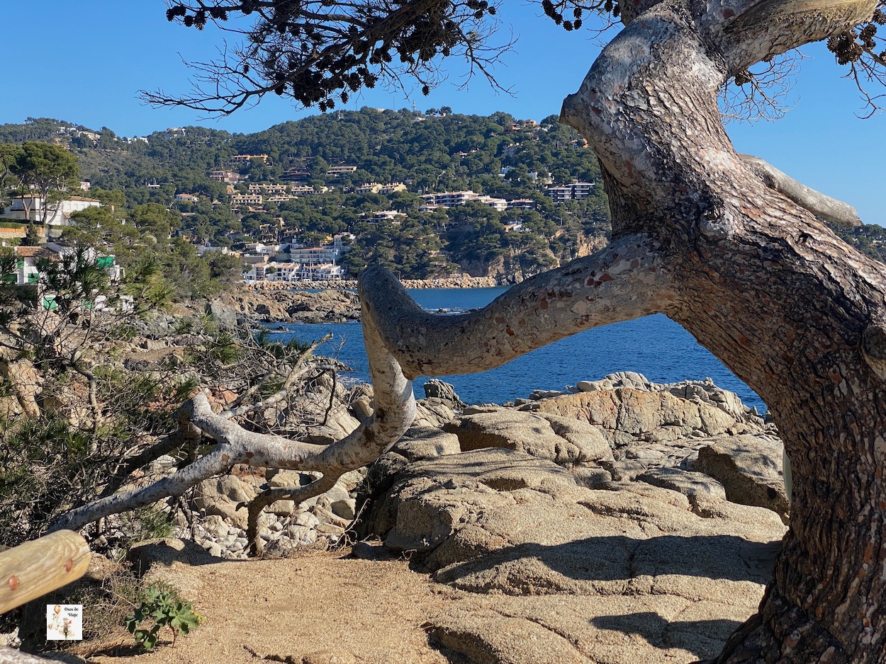 Calella de Palafrugell