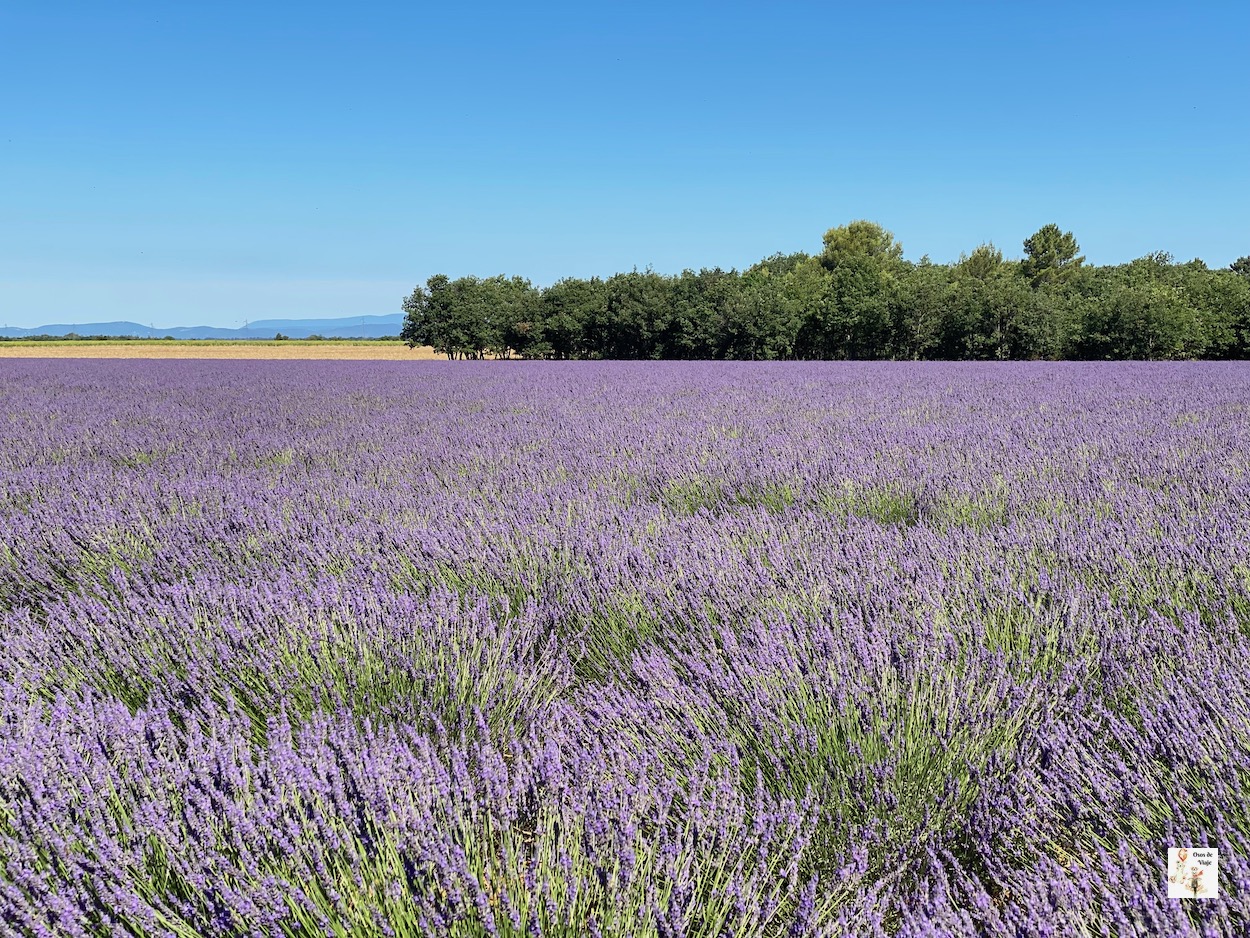Campos de Lavanda (Provenza)