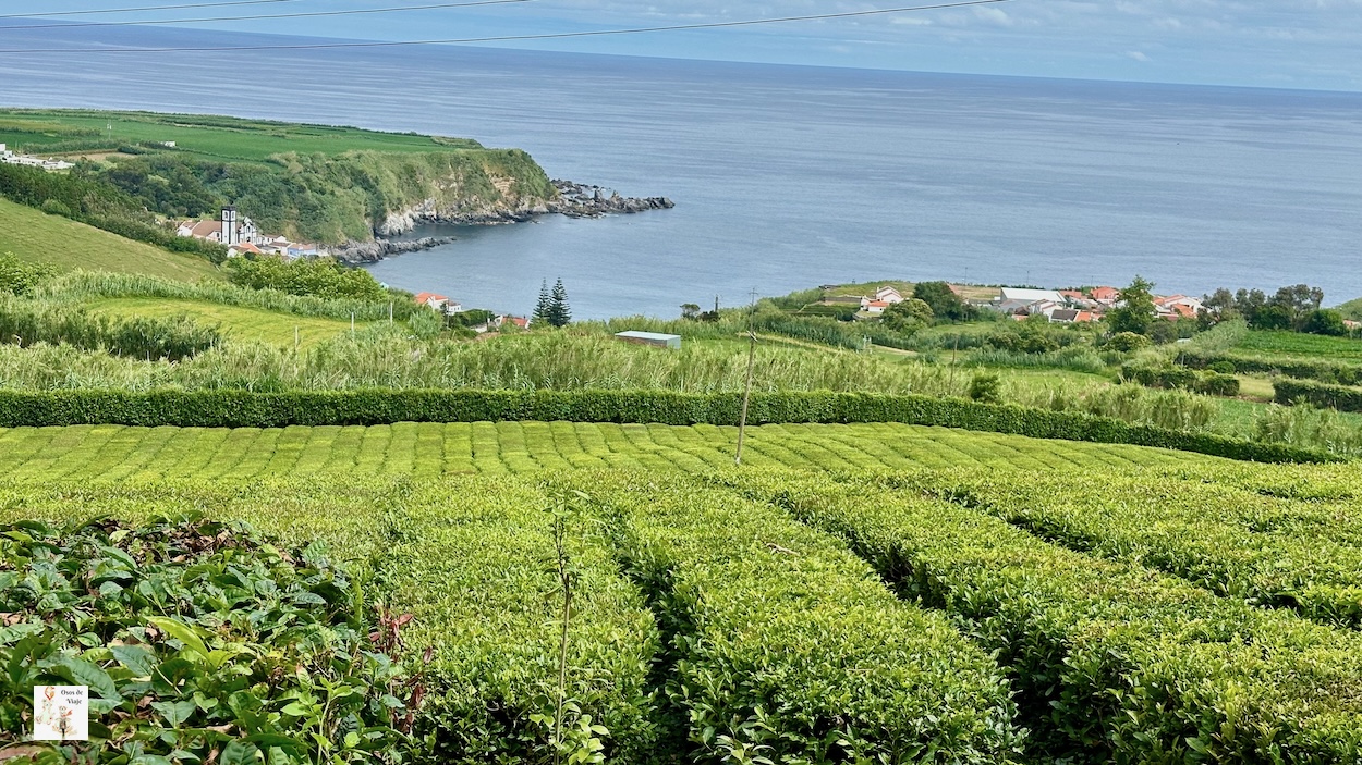Campos de Té (Sao Miguel)