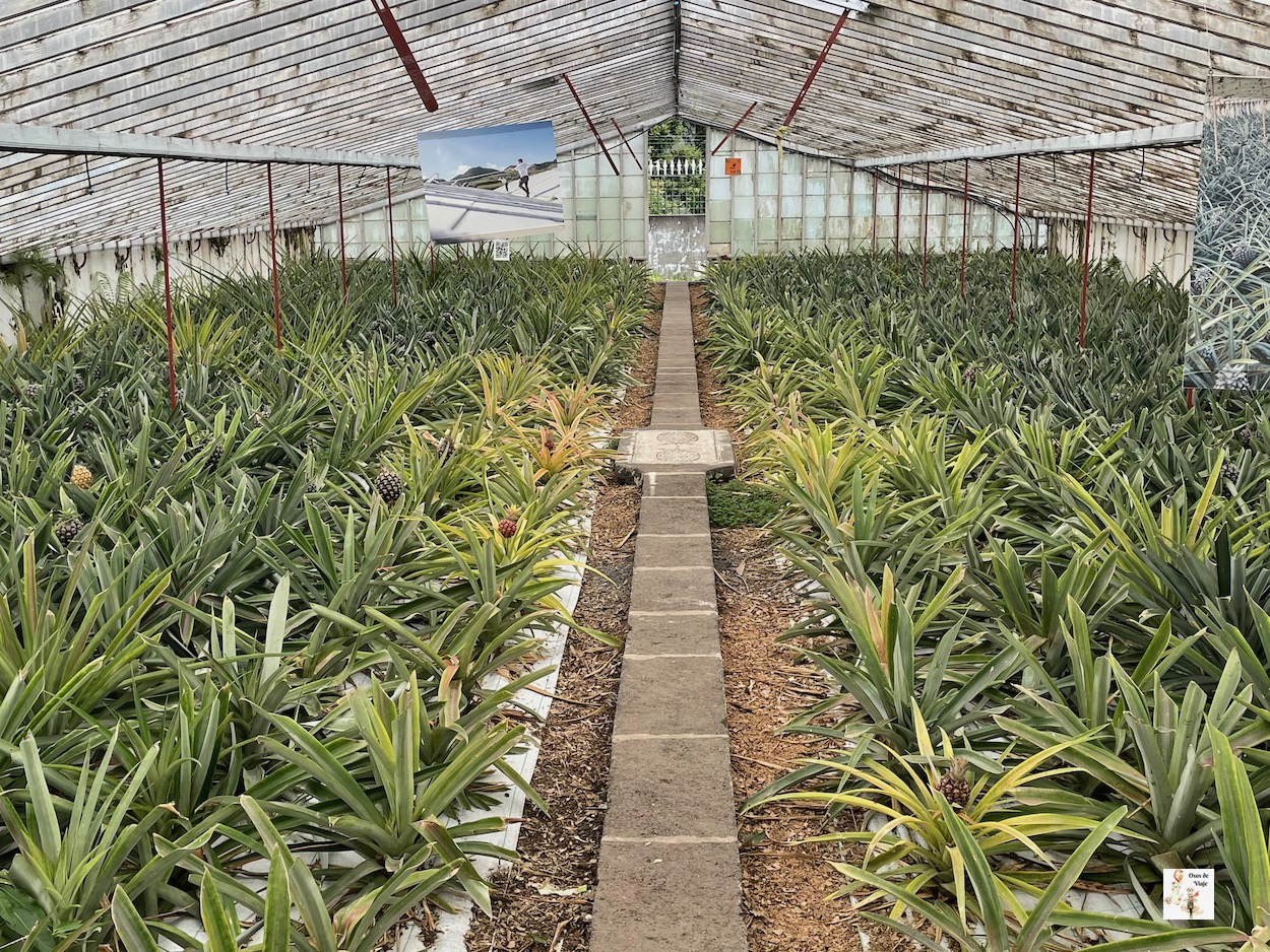 Campos de té en Azores