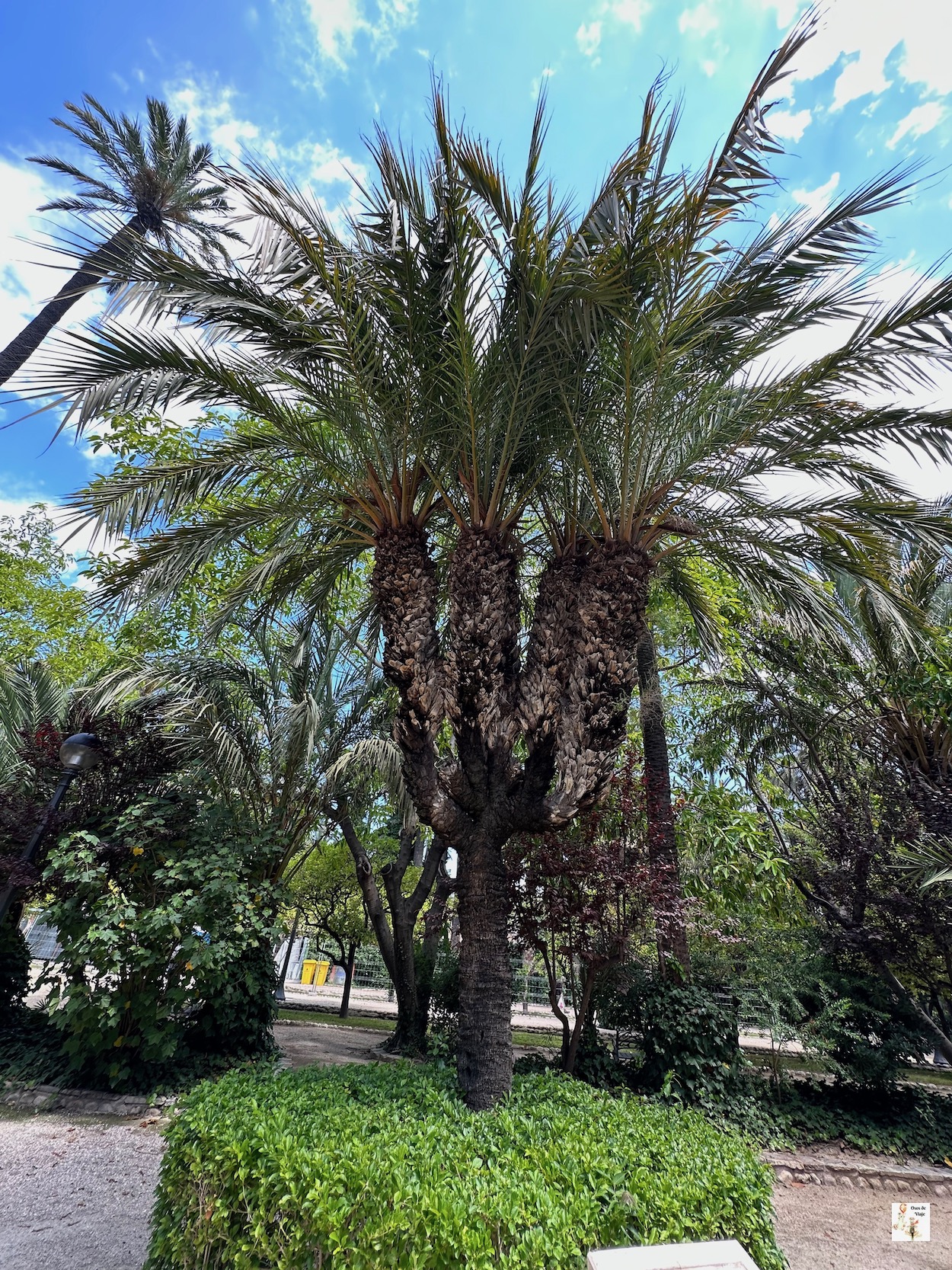 Palmera singular en el Parque Municipal de Elche