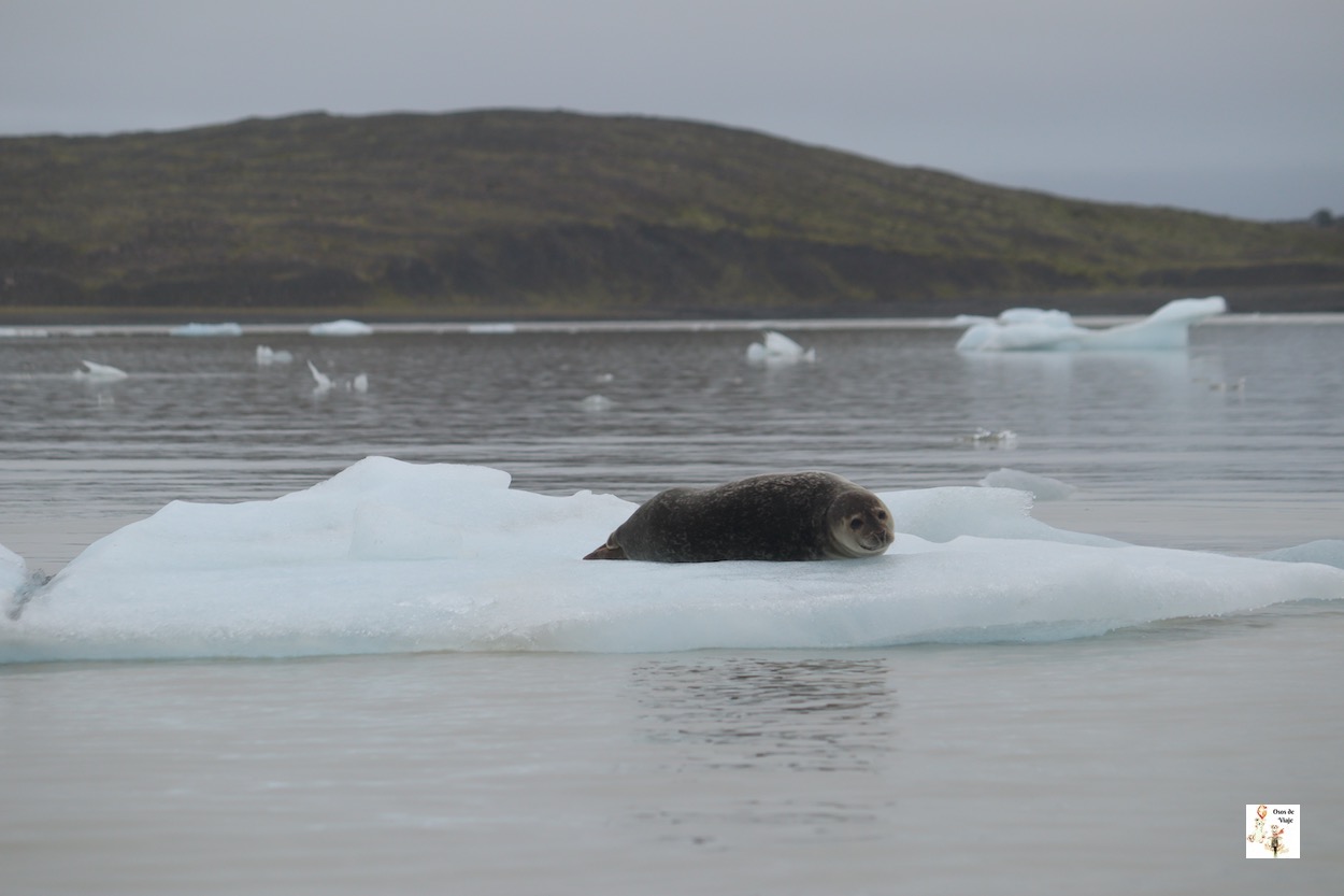 Laguna glaciar Fjallsárlón