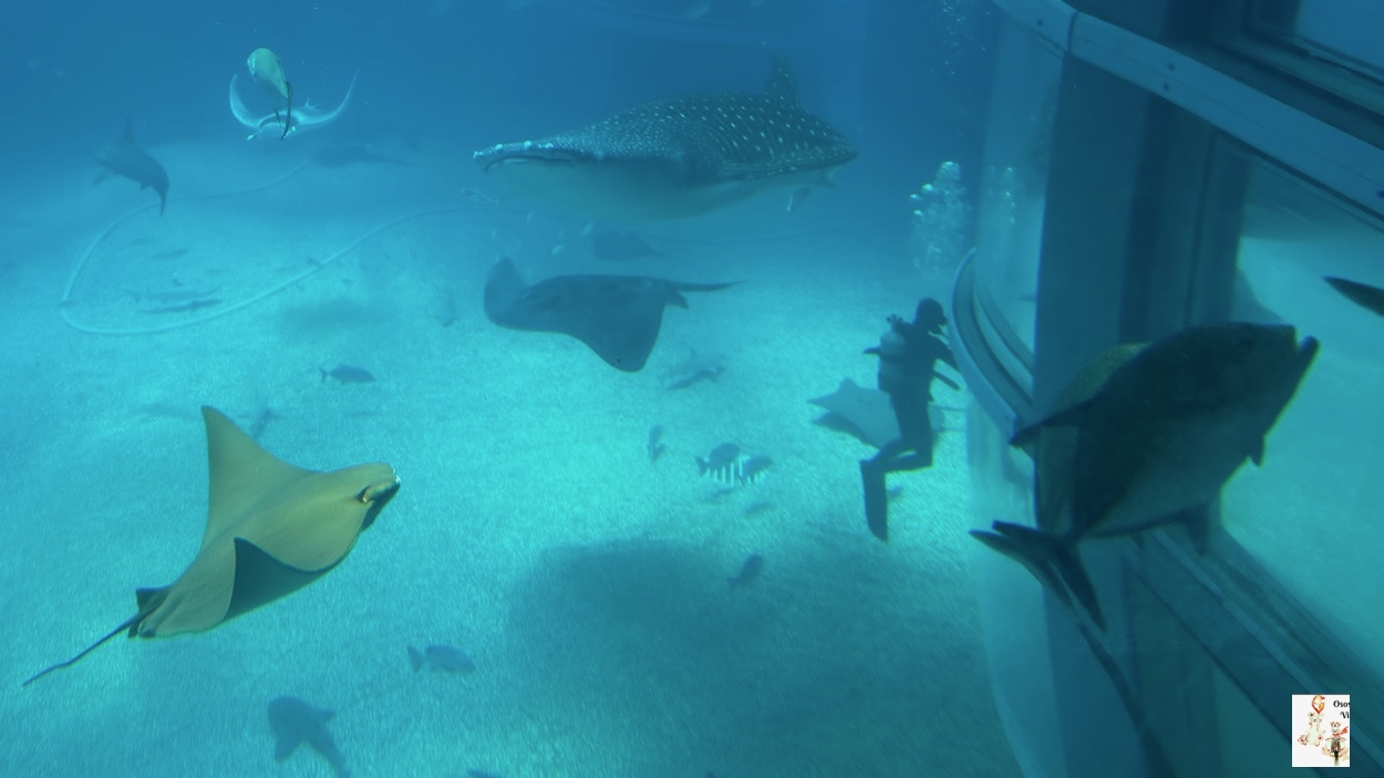 Acuario de Osaka