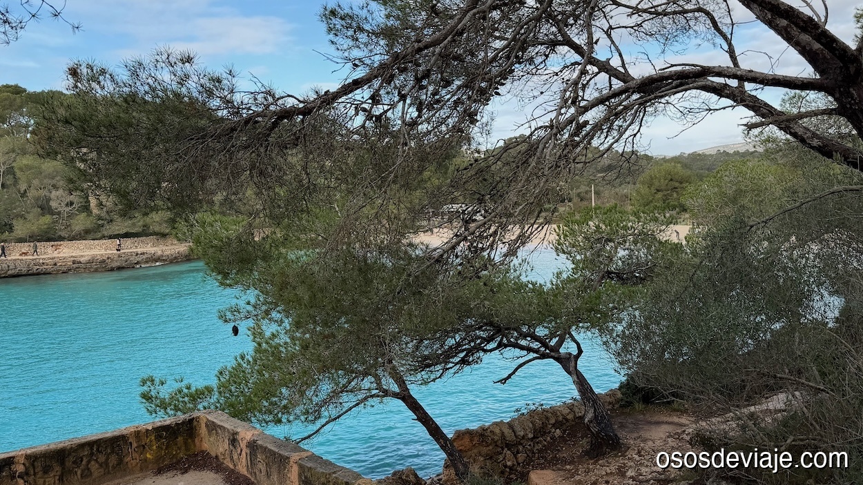 Vista desde el pinar